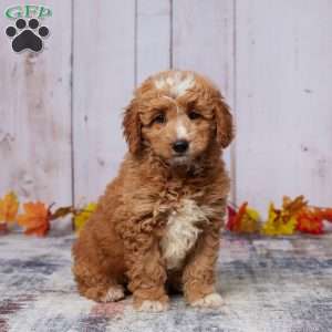 Allie, Mini Goldendoodle Puppy